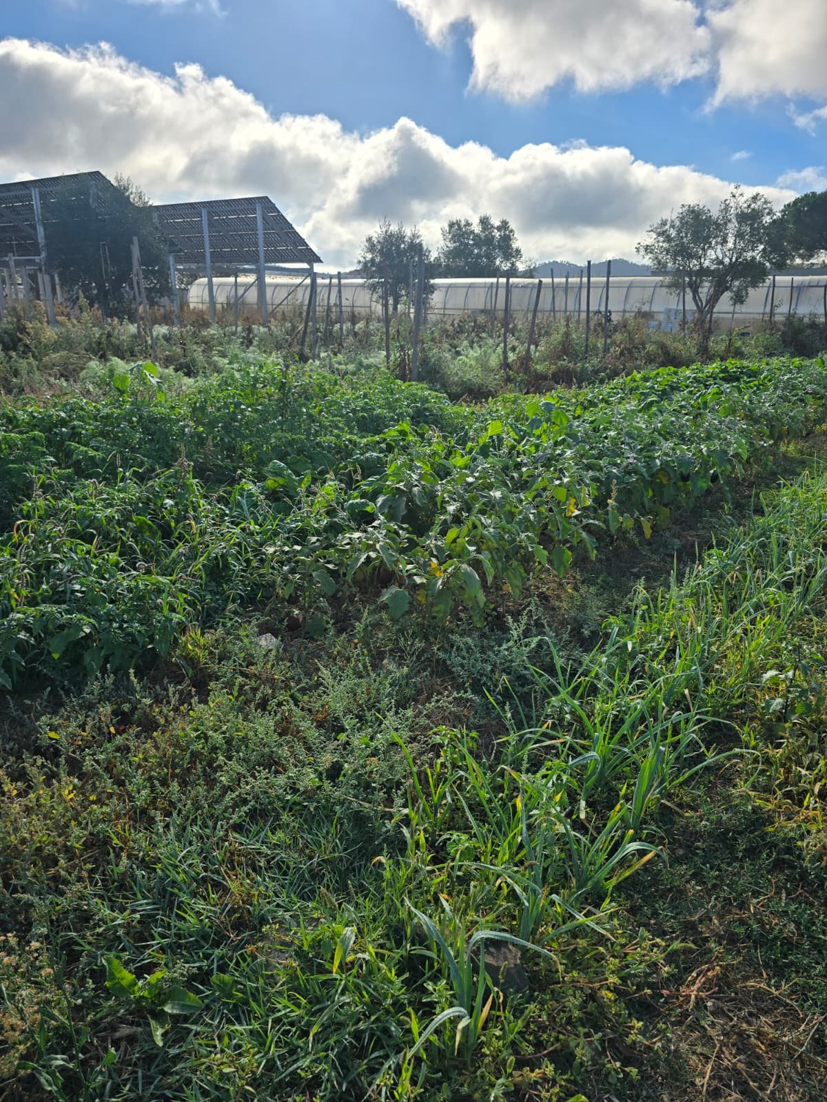 Vegetable garden at Casa dos Sonhos