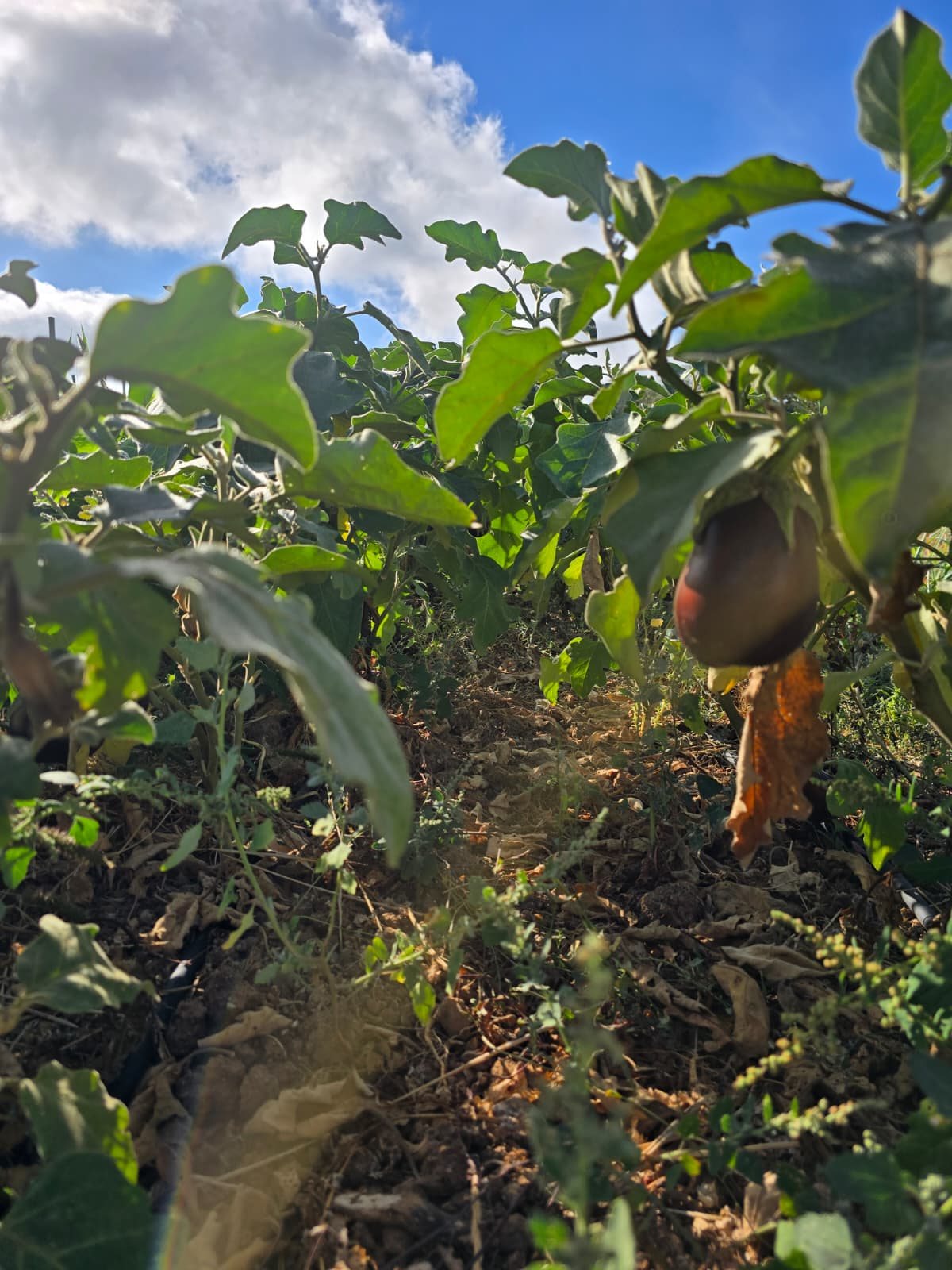 Vegetable garden at Casa dos Sonhos