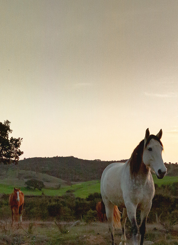 Horse Listening